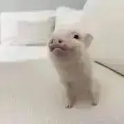 シュ プロフご確認を！の画像
