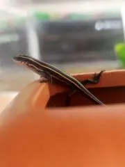 ぽんちょむの画像