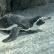 こあの画像