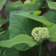 rinrinの画像