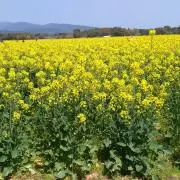 gura3712の画像