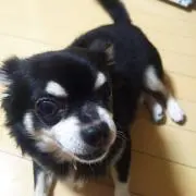 あきの画像