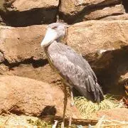 まの画像