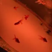 柳田 緑酒の画像