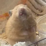 きなまろの画像