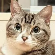 猫丸の画像