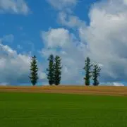 アスカの画像