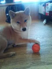 ふぶきの画像
