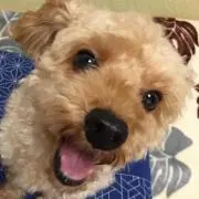 たまたまの画像