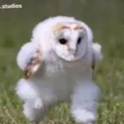 もね