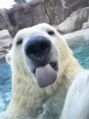 まんごーぷりんの画像