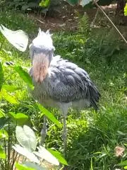 よこの画像