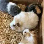 うりぼうの画像