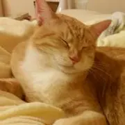 Niko m