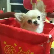 よっち