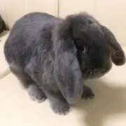 となりのがんもの画像