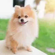 ポメ助の画像