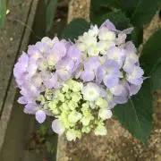 こはるんの画像