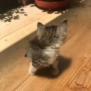 ますみ