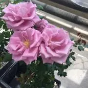 ミヤの画像