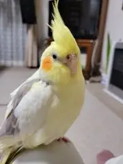 ひつじちゃんの画像