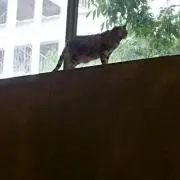 なな【即購入OK】の画像