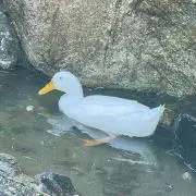 ぴ