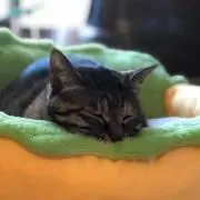 きみこの画像