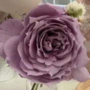 195の画像
