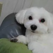 いぬじろう