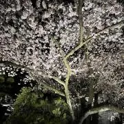 東京人