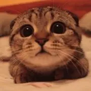 猫三郎