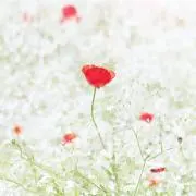 花純