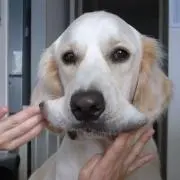 ロイマヨの画像
