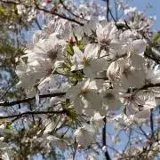 Sakuraの画像