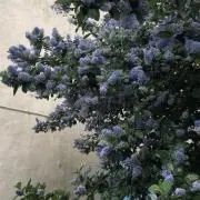 pauseの画像