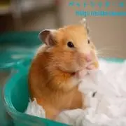 はるの画像