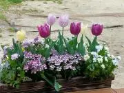 TULIP♪の画像