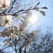 Milanoの画像