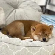 ぽちた
