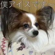 toshikoplus