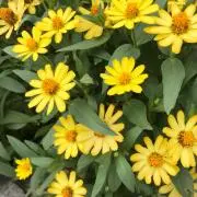 niale｜お値下げしますコメント下さいの画像