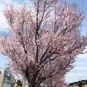 エリーゼ＊プロフィール読んでください＊の画像