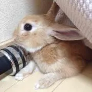よっちゃん