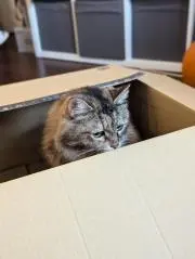 MugiNekoの画像