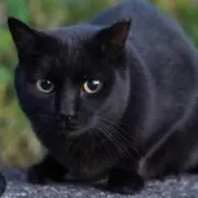 黒ネコの画像