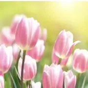 はるの画像