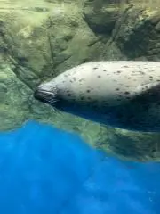 Momosyounikuの画像