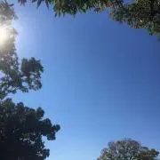 いなの画像