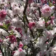 仙川さん